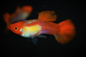 Guppy koi7